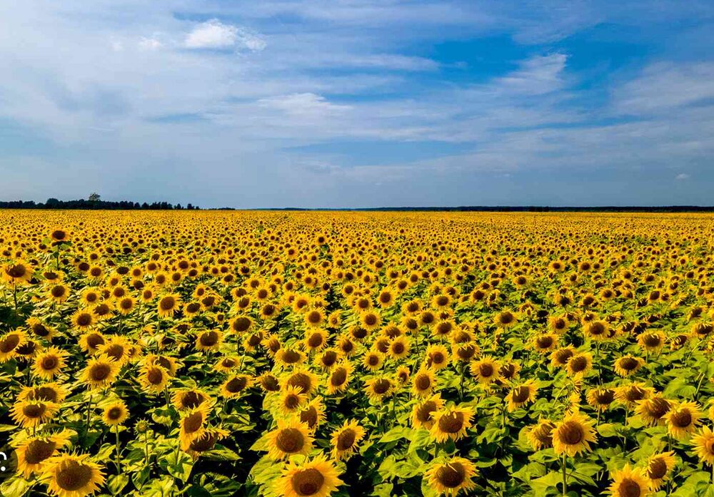Driving though the countryside in August, you'll see fields of sunflowers Sunflowers in Bulgarian Countryside
